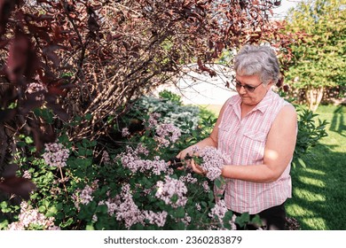Older woman cutting lilac flowers off of lilac shrub with pruners. Stock Photo