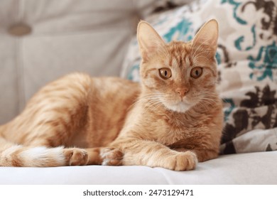 Un gato naranja tumbado en el sofá amarillo de la habitación, con aspecto confuso Foto de stock