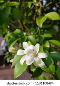 Orange jasmine flower Foto de stock