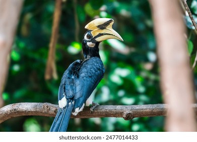 Oriental Pied Hornbill Black body, white lower chest and belly. White skin around the eyes and corners of the mouth The mouth and hump are large, white to light yellow.: stockfoto