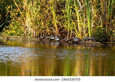 The painted turtle (Chrysemys picta) is the most widespread native turtle of North America Foto stock