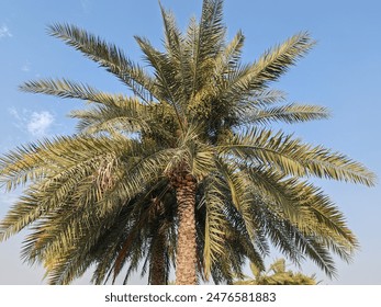 Palm Tree, View of Palm tree with Blue SKY background, Date tree or Arabic palm tree with Date on it.
Palm trees with Dates fruits on its, trees are Loaded with bunches of fruit Arkistovalokuva