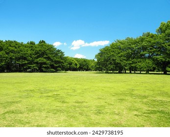 初夏の草原と新鮮な緑の森の公園風景の写真素材
