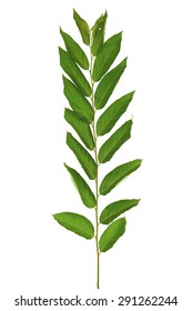 Persimmon tree twig leaves macro isolated on white background.(Diospyros kaki Thunb.) (iospyros) (Persimmon) (Diospyros Kaki L.f) (Magnoliophyta) (Magnoliopsida) (Ericales)(Ebenaceae) Stockfoto