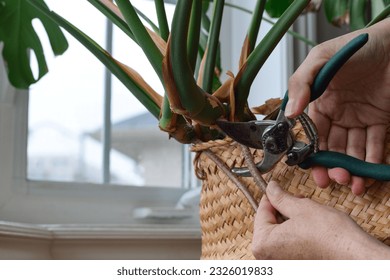 Person's hands pruning Monstera houseplant aerial roots Stock Photo