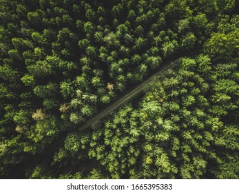 Pine Forest from above, Autumn Season, Forest Road. Shot from above, with a Drone. Stock Photo