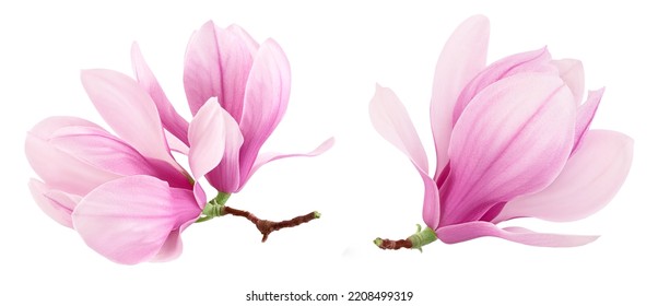 Pink magnolia flower isolated on white background with full depth of field Stock Photo