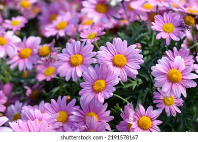 Pink Marguerite daisy - Latin name - Argyranthemum frutescens Foto stock