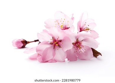 Pink cherry blossom on white background, isolated Sakura tree branch Stock Photo