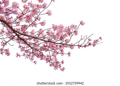 Pink cherry blossom blooming on white background. Stock Photo
