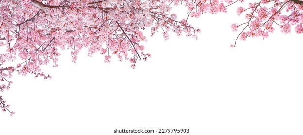 Pink cherry blossom blooming in Spring isolated on white background. Stock Photo