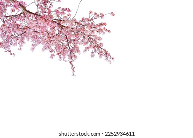 Pink cherry blossom in spring season isolated on white background. Stock Photo