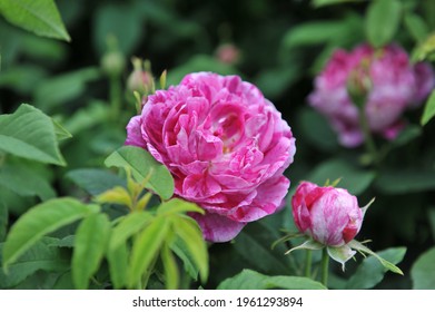 Pink with purple stripes Hybrid Perpetual rose (Rosa) Commandant Beaurepaire blooms in a garden in June Foto Stock