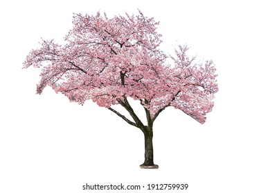 Pink sakura tree blooming on white background. Stock Photo