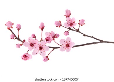 Pink spring cherry blossom. Cherry tree branch with spring pink flowers isolated on white Stock Photo