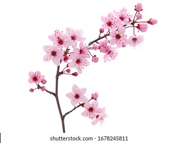 Pink spring cherry blossom. Cherry tree branch with spring pink flowers isolated on white Stock Photo
