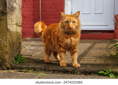 Retrato de hermoso gato rojo caminando al aire libre en el jardín de primavera, mascota en la escena rural patio, mirando a la cámara. Foto de stock