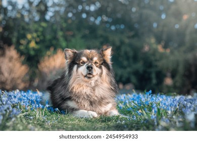 Portrait d'un chien lapon finlandais allongé sur des fleurs bleues au printemps : photo de stock