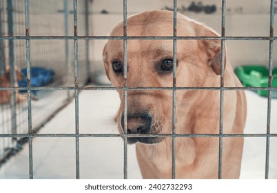 Portrait of lonely sad stray labrador dog behind the fence at animal shelter. Best human's friend is waiting for a forever home. Animal rescue concept ภาพถ่ายสต็อก