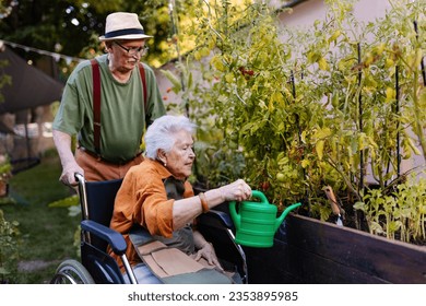 Portrait of senior couple taking care of vegetable plants in urban garden. 库存照片