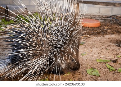 "Porcupine with sharp quills outdoors, near plants and a wall." Stock-foto