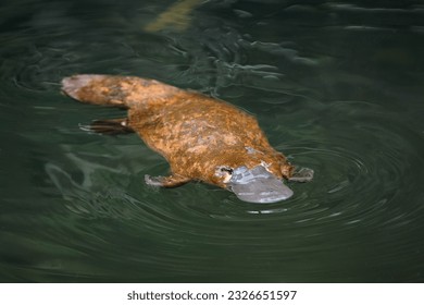 Platypus - Ornithorhynchus anatinus, duck-billed platypus, semiaquatic egg-laying mammal endemic to eastern Australia, including Tasmania. Strange water marsupial with duck beak and flat fin tail. Stock-foto