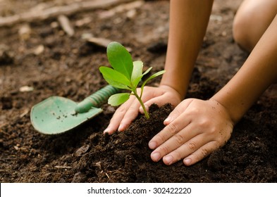 Planting young tree by kid hand on back soil as care and save wold concept Stock Photo