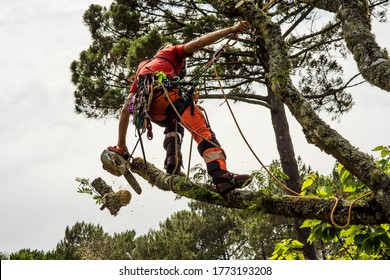 pruner in action with his chainsaw Stock Photo