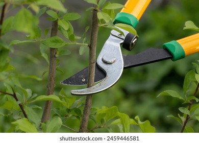 Pruning branches with a lopper.A man prunes branches in the garden.Spring work in the garden. Stockfotó