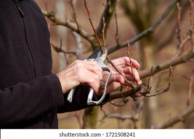 pruning trees in the spring with a garden pruner Stock Photo