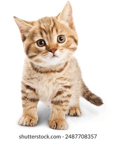 La Imagen de gatito de calidad se puede utilizar en medios impresos y digitales Foto de stock
