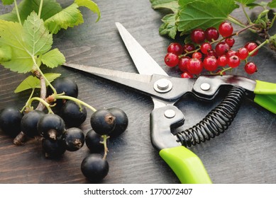 Red currant berry and black currant berry on the tree branches and garden pruner on the wooden table background. Stock Photo