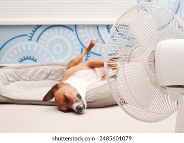 Relaxed dog lying in front of fan with legs in the air. Cute puppy dog sleeping upside down in dog bed. Keeping cat, dogs and pets cool in summer or heat waves. Female Harrier mix. Selective focus. 库存照片