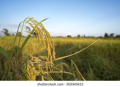 Rice field,HOM MALI RICE raw food in field,Jasmine rice . Foto stock