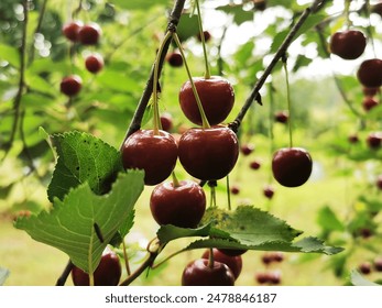 Cerezas maduras colgando de una rama de cerezo Foto de stock
