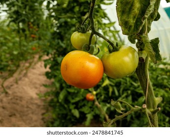 Maduración de tomates en la vid en el jardín Foto de stock