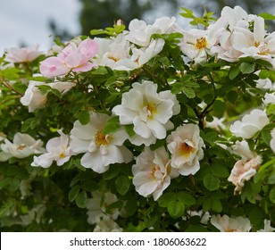 rosa nevada growing in summer garden Foto Stock