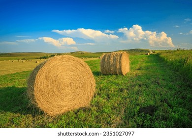 Стоковая фотография: Round bales of hay in a farm field in the foothills of southern Alberta