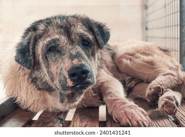 Sad dog in shelter waiting to be rescued and adopted to new home. ภาพถ่ายสต็อก