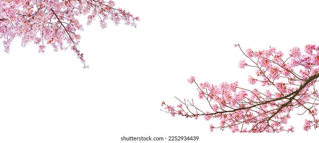 Sakura(Cherry blossom) blooming in spring season isolated on white background. Stock Photo