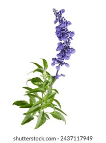 白い背景に切り取り線付きにサルビア・ファリナセア、青いサルビア、メリーカップ・セージまたはメリーセージの花が葉で咲く                                                              の写真素材