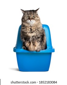 リターボックスを使った猫。 猫トイレの縁で長い髪のシニアタビーの猫がバランスを取り、おかしな表情をしています。 トレーニングや便秘、プライベート・モーメントを使わないトイレのコンセプト。 限定フォーカス。の写真素材