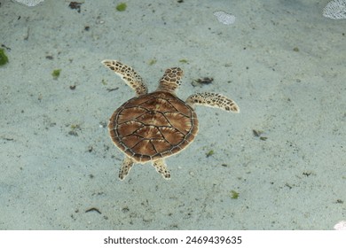 Tortugas marinas en Atlantis en las Bahamas nadando y disfrutando de la vida.  Foto de stock