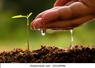 seed and planting concept with Male hand watering young tree over green background Stock Photo