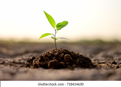 Seedlings are growing from arid soil with morning sun is shining, concept of global warming. Stock Photo