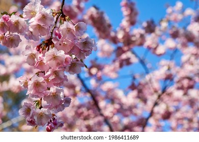 Selective focus of beautiful branches of pink Cherry blossoms on the tree under blue sky, Beautiful Sakura flowers during spring season in the park, Flora pattern texture, Nature floral background. Stock Photo