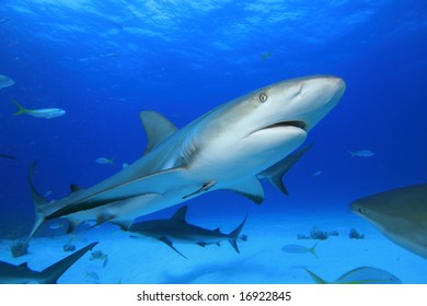 Sharks - Φωτογραφία στοκ