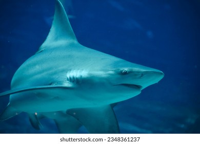 Shark swiming in the water very blue - Φωτογραφία στοκ