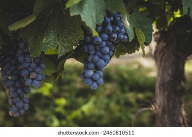 Raisins de Shiraz dans les vignes prêts à la récolte : photo de stock