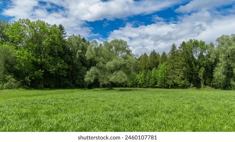 single tree on the edge of forest in Rhein valley, sycamore maple in the forest, springtime in Vorarlberg, Austria, green on the alpine meadows. Ivy wraps around the tree and grows in the forest ภาพถ่ายสต็อก